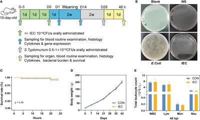 Oral administration of heat-inactivated Escherichia coli during suckling alleviated Salmonella typhimurium-derived intestinal injury after rat weaning